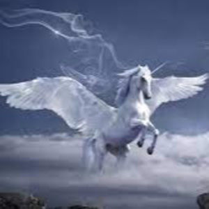 Meet your Posher, Hector